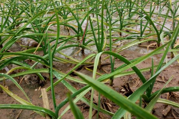 種植大蒜需不需要控旺好
