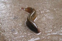 泥鰍一般可以活幾年呢？泥鰍的養(yǎng)殖前景如何？