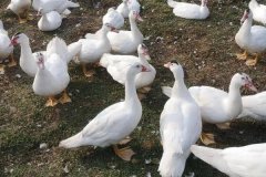 番鴨會(huì)游泳嗎？番鴨壽命有多長(zhǎng)？