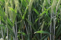 冬小麥什么時候出穗，小麥出穗早是怎么回事