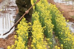 陰性植物有哪些，樹蔭下種什么植物好？