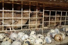 鵪鶉下蛋周期是多久，鵪鶉吃什么飼料下蛋多？