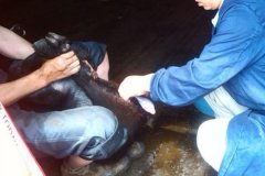 淘汰公羊去勢(shì)有哪些好處？淘汰種公羊去勢(shì)方法