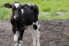 如何預(yù)防新生牛犢拉稀、牛犢拉稀用什么藥用藥