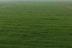 什么是基本農(nóng)田，基本農(nóng)田可以種植什么作物？