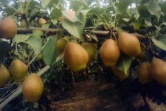 紅香酥梨的優(yōu)點(diǎn)與特點(diǎn)，紅香酥梨種植技術(shù)要點(diǎn)