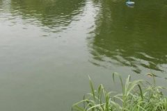 魚塘水變綠是怎么回事、怎么處理 對魚有影響嗎