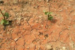 過(guò)度使用氮肥會(huì)引起土壤板結(jié)嗎？氮肥的作用