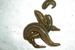 水蛭和螞蟥一樣嗎？水蛭螞蟥的捕捉方法