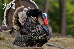 火雞的原產(chǎn)地是哪里，火雞的主要品種有哪些