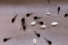 蝌蚪吃什么長得快,蝌蚪多長時間可以變成青蛙