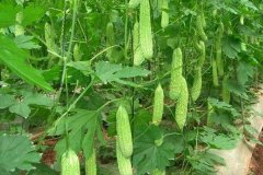 苦瓜生長(zhǎng)的溫度是多少，種苦瓜怎樣打尖？