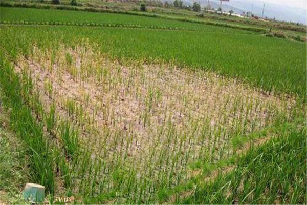 除草劑藥害產生原因