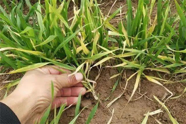 除草劑藥害多久能恢復