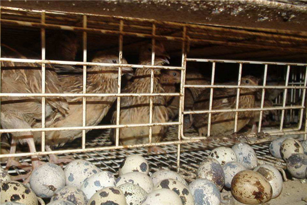 怎樣讓鵪鶉冬季不歇產(chǎn)，飼養(yǎng)管理要采取的措施
