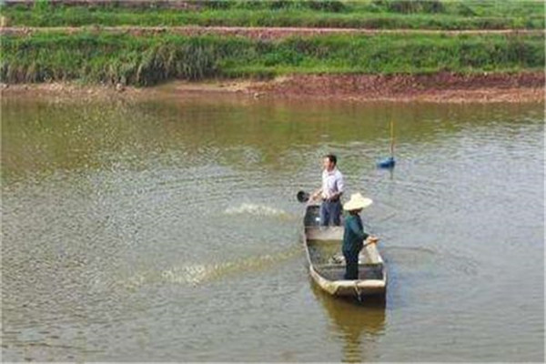 適時注水，及時施肥