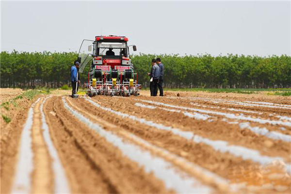 棉花栽培如何選地、作壟
