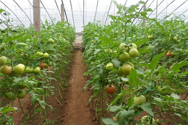 大棚西紅柿澆水方法，需注意哪些問題