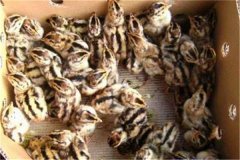 鵪鶉育雛技術(shù)要點(diǎn)：育雛濕度、溫度與密度要求