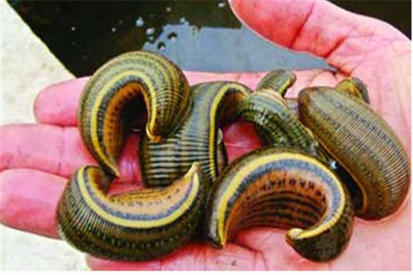 水蛭的生物學(xué)特性、繁殖特性