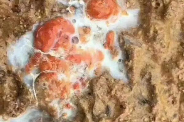 雞球蟲(chóng)病