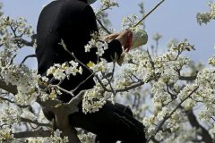 果樹增甜用什么肥料？果樹增產(chǎn)增甜處理方法