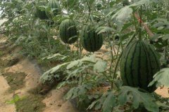 西瓜如何吊曼種植？西瓜吊蔓高產栽培技術