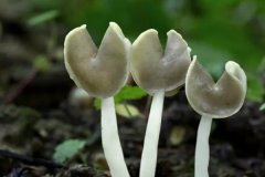 食用菌種類有哪些？常見食用菌種類簡介