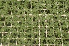 西紅柿育苗時間和方法，西紅柿育苗需注意事項