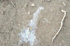 雞拉稀是什么原因引起的，雞拉稀用什么藥治療