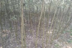 知了猴什么時候出土，知了猴在什么樹上多