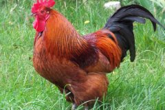 公雞打鳴的原因是什么，怎么制止公雞打鳴