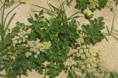 哪里產(chǎn)北沙參?我國北沙參的產(chǎn)地分布情況