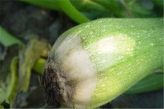 西葫蘆灰霉病是由什么引起的，有什么癥狀