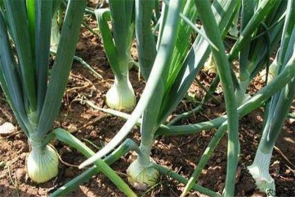 洋蔥的特性有哪些？洋蔥定植時間需要注意什么