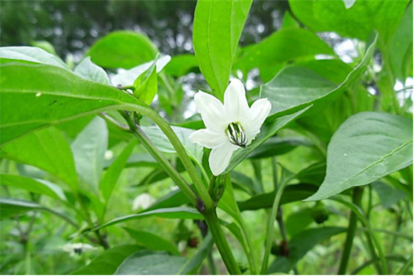 加強(qiáng)防治病蟲(chóng)害