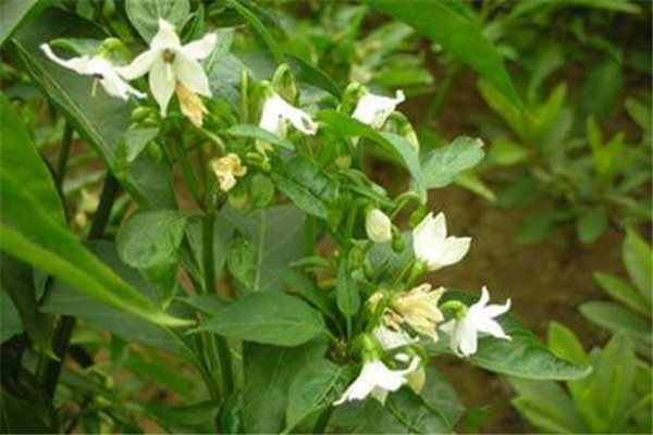 辣椒瘋長(zhǎng)、落花不坐果是什么原因