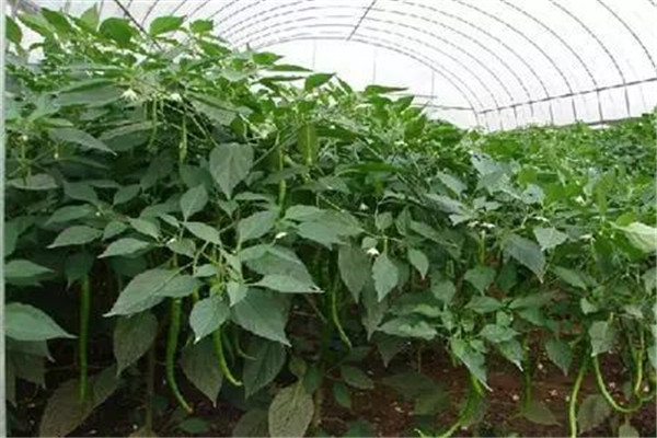 辣椒瘋長(zhǎng)、落花不坐果的解決辦法