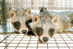 貉的引種應(yīng)該注意哪些問(wèn)題？