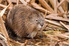 麝鼠妊娠期的飼養(yǎng)管理要點(diǎn)是什么？