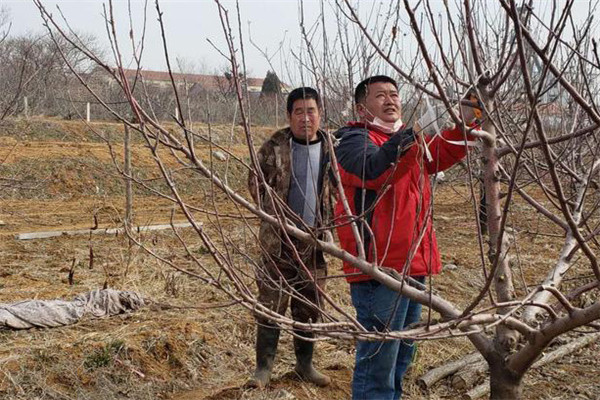 蘋(píng)果樹(shù)的修剪