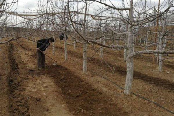 蘋(píng)果樹(shù)的肥水管理