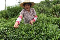茶葉采摘方法 茶葉合理采摘的要求有哪些？