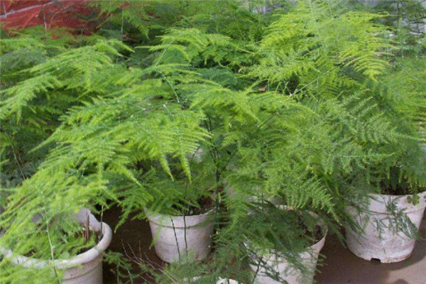 文竹栽培管理的四個要點(diǎn)