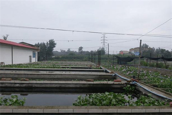 如何建造泥鰍養(yǎng)殖池？