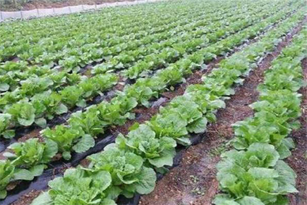 大白菜對(duì)光照和水分、土壤都有哪些要求