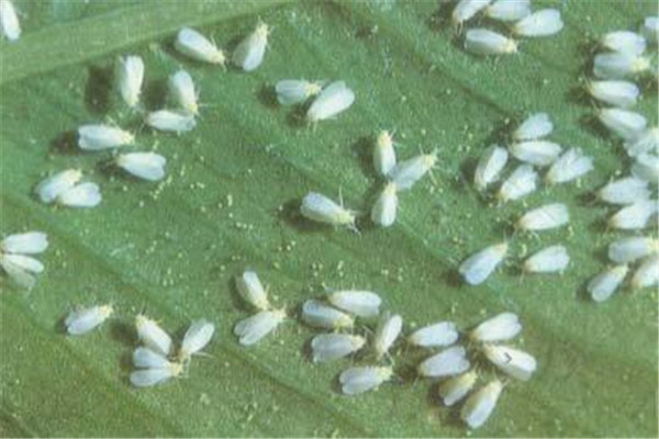 防治姻粉虱時把握什么原則，注意哪些事項