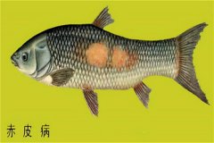 養(yǎng)殖魚(yú)類(lèi)怎樣防治赤皮??？如何預(yù)防？