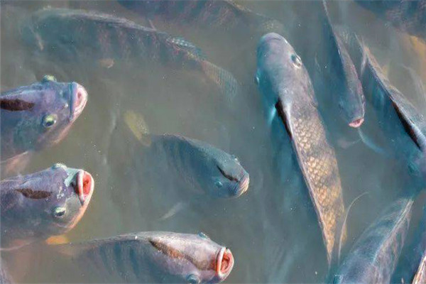 體表魚病如何預防