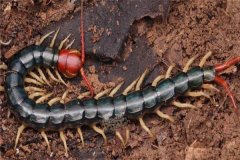 蜈蚣的生物學(xué)特征和生活習(xí)性